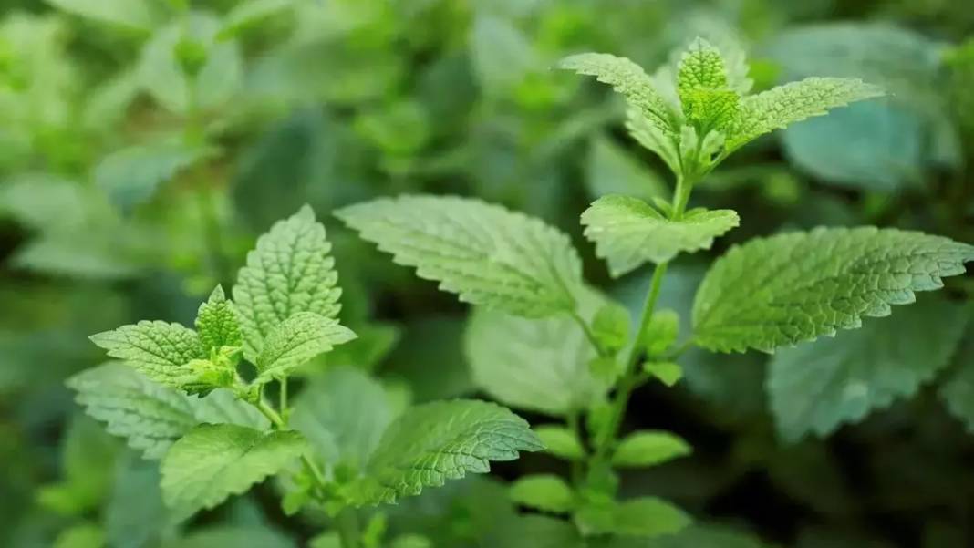 Arılar üzerinize akın edebilir! Bu bitkilerin ne kolonyasını kullanın ne parfümünü, işte arıları  üzerinize çeken o kokular 1